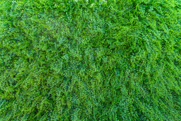 Artificial vertical garden. Plastic green plant wall texture for home and commercial decoration