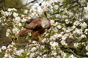 Detailed close-up of a Red Kite. Sits in an apple tree with white blossoms. Bird of prey portrait with yellow bill and red plumage and blue-grey head