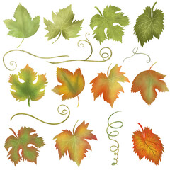Green, orange and red grape leaves clipart, hand drawn isolated illustration on white background
