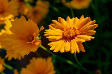 Yellow flower. Bright background. Good emphasis on summer.