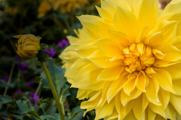 Floral background or wallpaper. Yellow dahlia close-up
