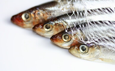Freshly caught sardines with net