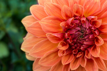 Код стоковой фотографии без лицензионных платежей: 1168252474

Floral abstract background or wallpaper. Orange dahlia close-up
