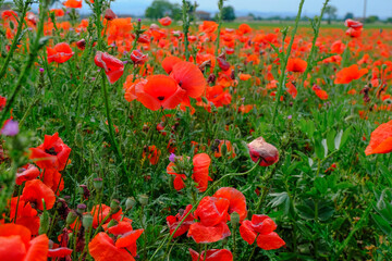 Obraz premium field of red poppies close-up across blue sky. Natural background. Wildflowers field. Summer nature