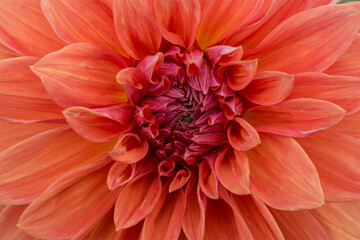 Код стоковой фотографии без лицензионных платежей: 1168252474

Floral abstract background or wallpaper. Orange dahlia close-up