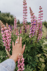 woman hand in a field of lupins, summer vacation concept, recreation in the countryside, nature beauty, in the garden, lupine blossom