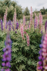Obraz premium lupins in the garden, lupine field, bunch of lupines summer flower background