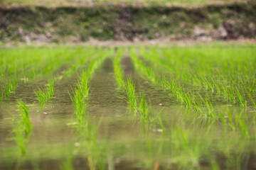 姶良市木津志の田園風景	