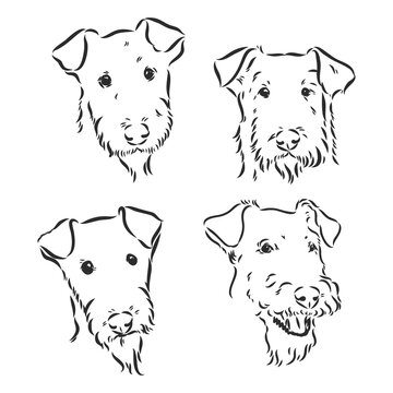 Airedale Terrier Dog. hand drawn. Vector illustration