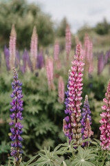 Fototapeta premium lupine field, bunch of lupines summer flower background, lupins in the garden