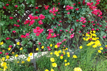 Flowers in a natural park. 자연 공원 속 꽃