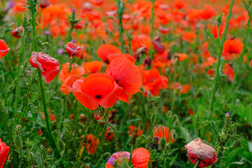 field of red poppies close-up. Natural background. Wildflowers field. Summer nature
