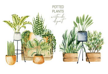 Composition of watercolor potted plants, home plants collection, hand drawn illustration on white background