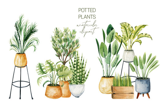 Composition of watercolor potted plants, home plants collection, hand drawn illustration on white background