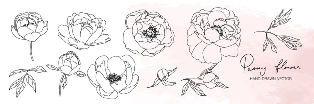 Peony flower in minimal botanical graphic sketch line art drawing, trendy tiny tattoo design, floral elements vector illustration