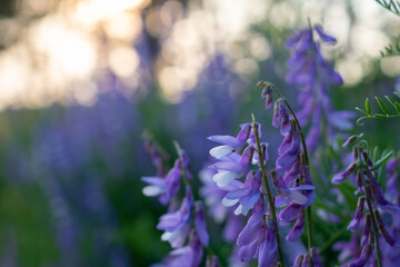 Vogel-Wicke in voller Blüte