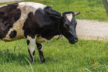 A black-and-white cow grazing in a green meadow in summer. A black and white cow grazes on farmland with green grass on a sunny day.
