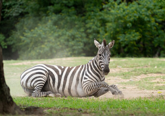 立ち上がるシマウマ