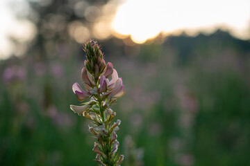 Vogel-Wicke in voller Blüte