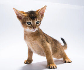 Curious kitten living in the house