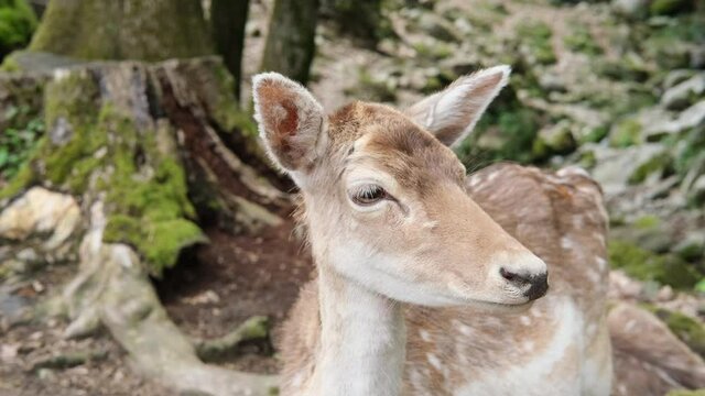 Cute little deer or European fallow deer eating grass in the woods. close-up of the deer's head with big eyes