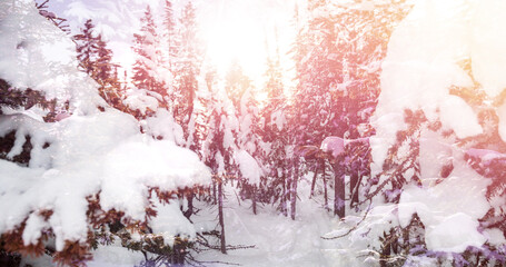 Image of landscape with winter scenery and fir tree forest covered in snow