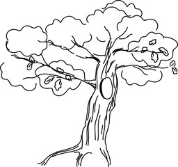 Sketch of oak tree with hollow and acorns