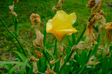 yellow iris flower in the garden close-up. Spring nature. natural background