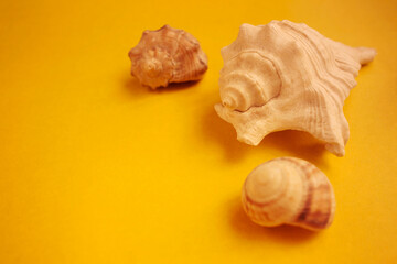 Three seashells on a yellow background