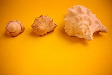 Three seashells on a yellow background