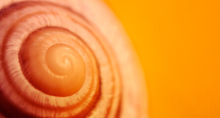 Seashell on yellow background with copy space