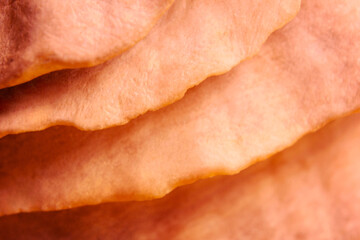 Macro photograph of a seashell. Shell texture