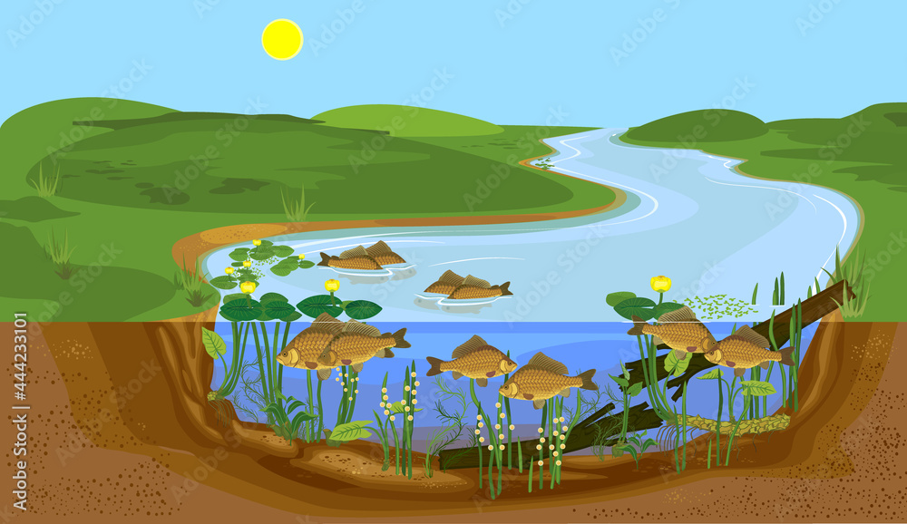 Wall mural split level pond landscape with carps during spawning. freshwater fish in natural habitat - Wall murals