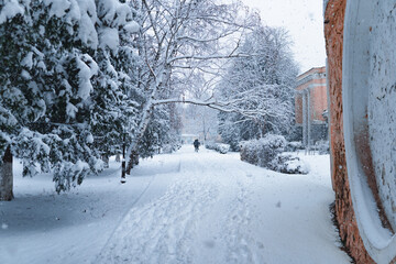 Naklejka premium winter in the park