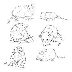 Vector sketch possum muzzle possum vector illustration