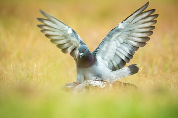 Domestic pigeon (Columba livia domestica), with beautiful green coloured background. Colorful bird with grey feather sitting on the branch in the woods. Wildlife scene from nature, Czech Republic