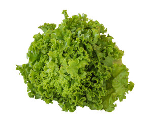 Fresh green lettuce isolated on a white background. Lettuce Clipping Path