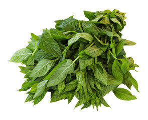 Fresh mint isolated on white background. Mint Clipping Path