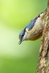 Eurasian Nuthatch (Sitta europaea), with beautiful green background. Colourful song bird with blue feather sitting on the branch in the mountains. Wildlife scene from nature, Czech Republic