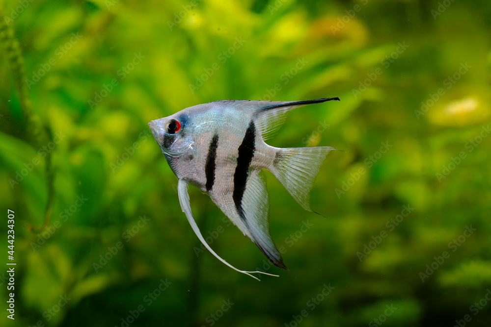 Poster Poisson d'ornement Scalaire ou Poisson-ange Pterophyllum scalare en gros plan