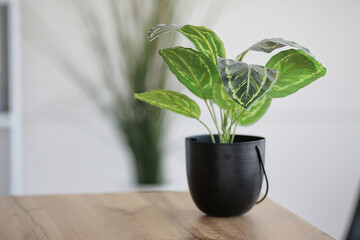 Obraz na płótnie Canvas green plant in a pot on a wooden table. Office interior. Selective focus