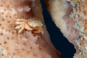 Tiny critter - Coral crab (Cymo sp.) 
Underwater world of the coral reef near Makadi Bay, Hurghada, Egypt