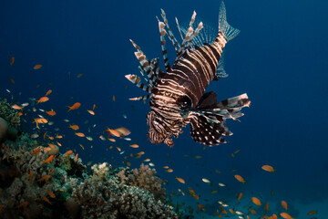 Lionfish in the Red Sea. Coral reef near Makadi Bay, Egypt