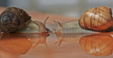 Garden, grape snail (Cepaea hortensis, Helix pomatia, burgundy snail, edible snail) or escargot is a species land snail. May is the mating season for snails.. Close-up image. Macro