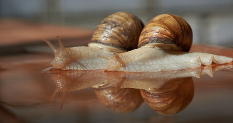 Garden, grape snail (Cepaea hortensis, Helix pomatia, burgundy snail, edible snail) or escargot is a species land snail. May is the mating season for snails.. Close-up image. Macro