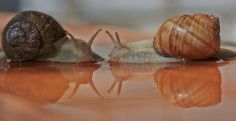 Garden, grape snail (Cepaea hortensis, Helix pomatia, burgundy snail, edible snail) or escargot is a species land snail. May is the mating season for snails.. Close-up image. Macro