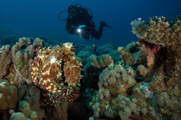 Underwater Red Sea seascape. Octopus cyanea and coral reef near Makadi Bay, Egypt
