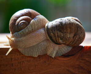 Garden, grape snail (Cepaea hortensis, Helix pomatia, burgundy snail, edible snail) or escargot is a species land snail. May is the mating season for snails.. Close-up image. Macro