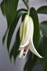Fototapeta premium white lily