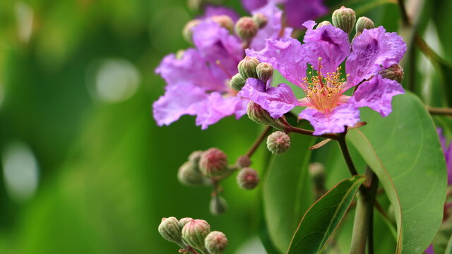 Closeup Queen's Flower or Inthanin flower in Thailand and Lagerstroemia speciosa (L.) Pers . Queen's crape myrtle, Pride of India, Jarul, Pyinma/ Lagerstroemia